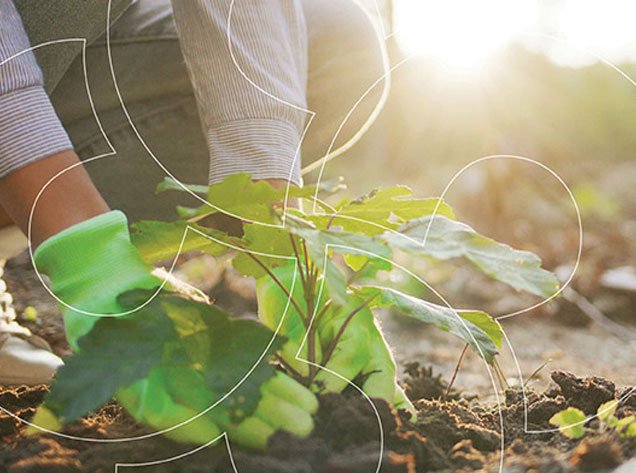 person planting