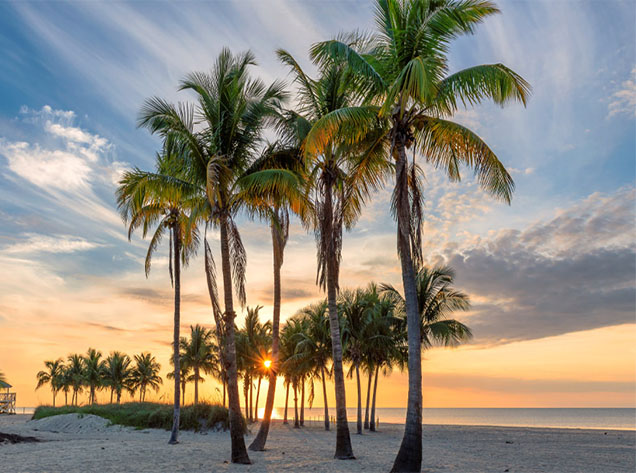 palm trees and sunset